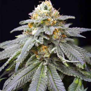Cannabis Indica Индика - глубокое погружение